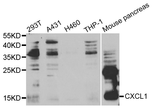 Anti-CXCL1 Antibody
