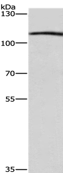 Anti-COPB1 Antibody