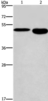 Anti-DMRT3 Antibody