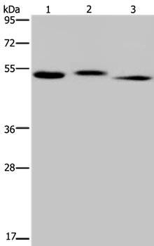 Anti-HYAL3 Antibody