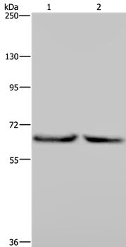 Anti-KLHL2 Antibody