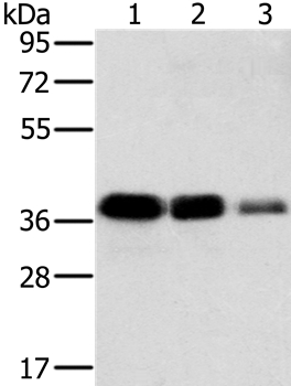 Anti-MTFR1 Antibody