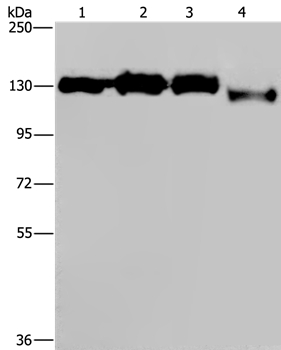 Anti-GTF2I Antibody