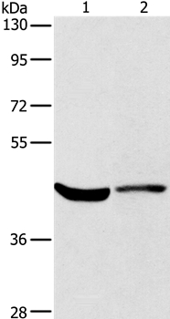 Anti-KCNA7 Antibody