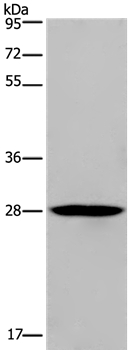 Anti-KLRF1 Antibody