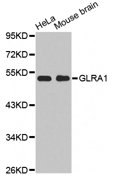 Anti-GLRA1 Antibody