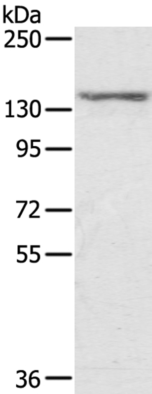 Anti-STAG2 Antibody