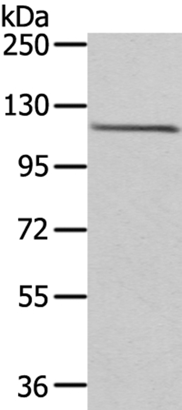 Anti-WDR36 Antibody