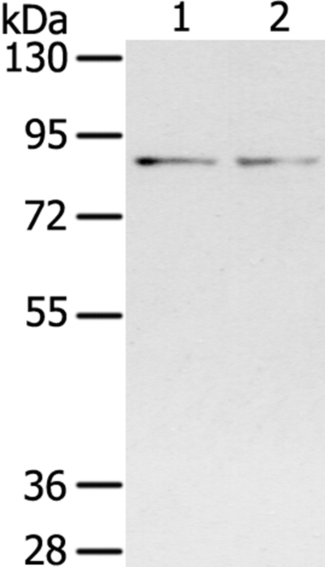 Anti-SPON1 Antibody