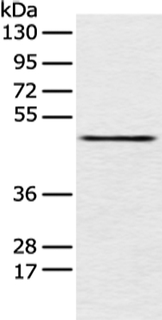 Anti-PCID2 Antibody