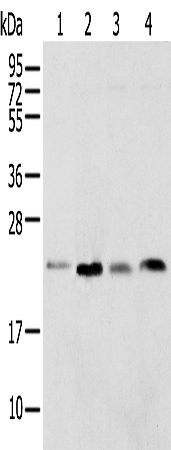 Anti-SPCS2 Antibody