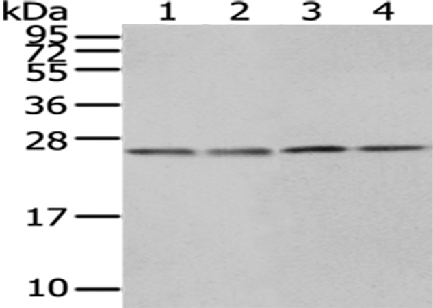 Anti-HPRT1 Antibody