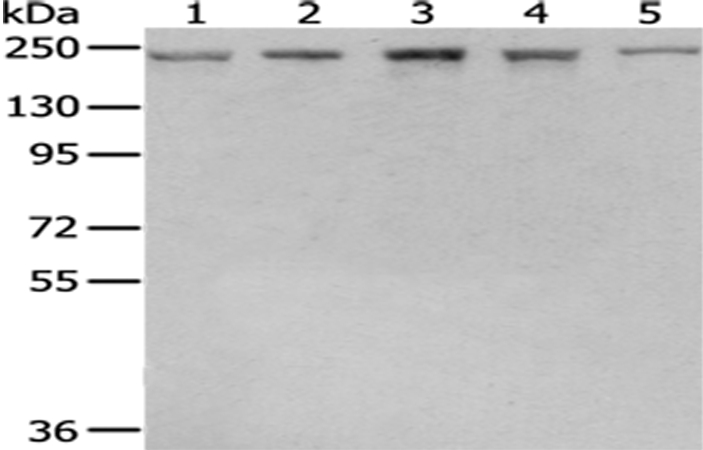 Anti-BTAF1 Antibody