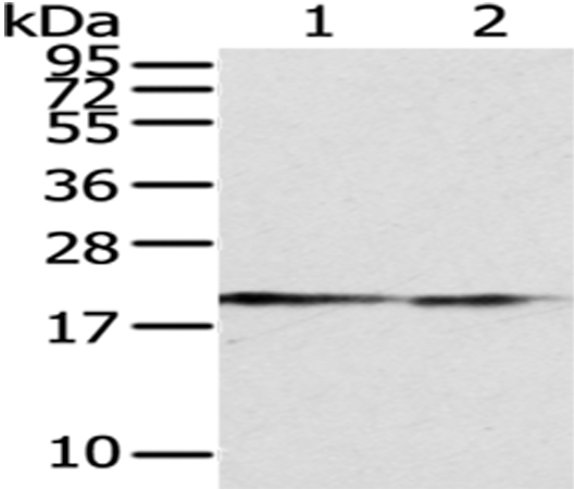 Anti-POLE3 Antibody
