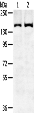 Anti-SENP6 Antibody
