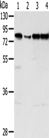 Anti-TAF15 Antibody