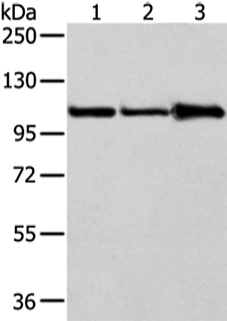 Anti-AP2A1 Antibody