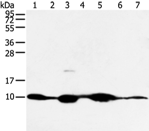Anti-COX7C Antibody