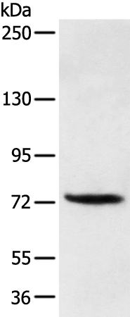 Anti-FOXP4 Antibody