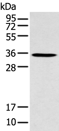Anti-GFRA4 Antibody