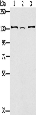 Anti-RNF40 Antibody