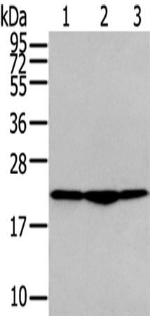 Anti-TMED2 Antibody
