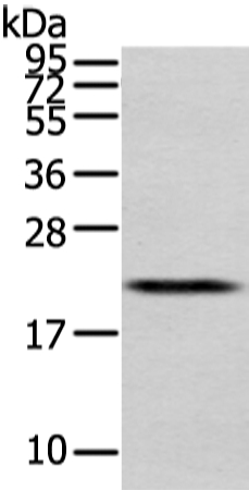Anti-MED28 Antibody