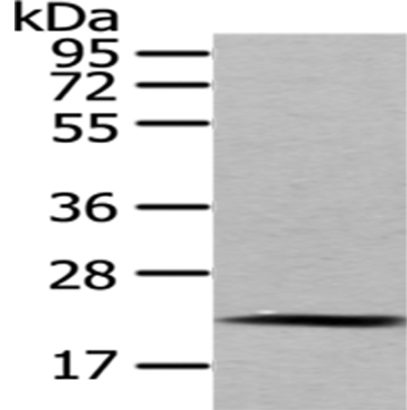 Anti-MED18 Antibody