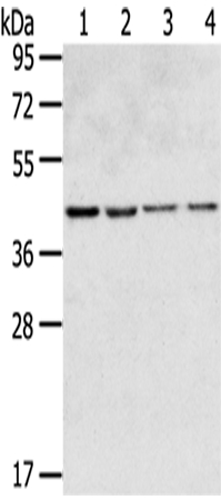 Anti-GPR15 Antibody