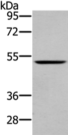 Anti-WASF2 Antibody