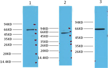 Anti-NFkappaB p65 Antibody