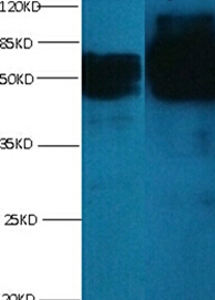 Anti-chromogranin A Antibody