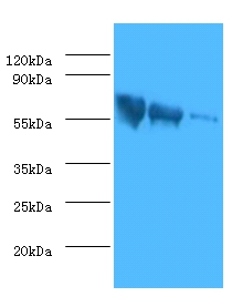 Anti-Glycoprotein G Antibody