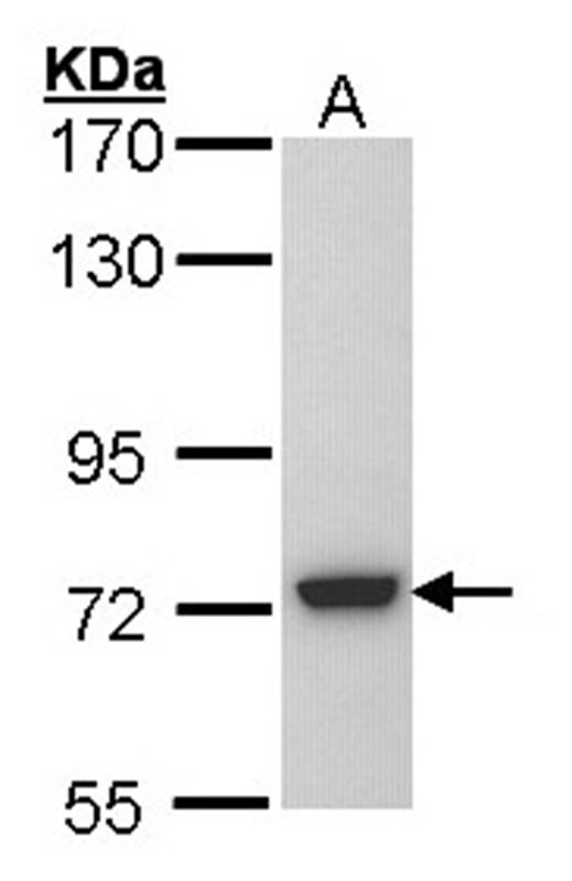 Anti-SGSH Antibody