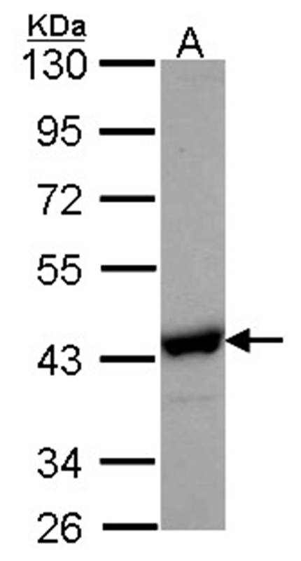 Anti-NANS Antibody