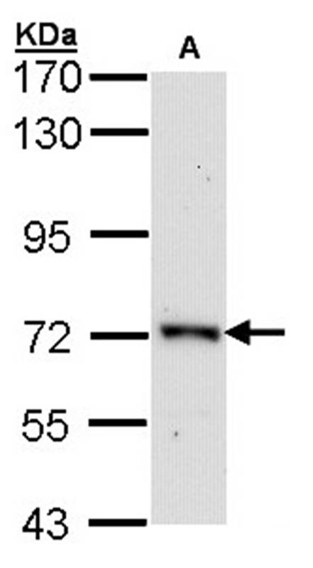 Anti-ORC2 Antibody
