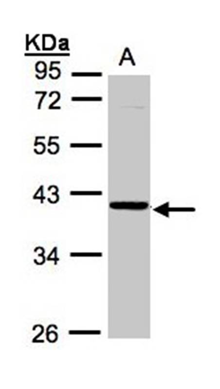 Anti-ASB4 Antibody