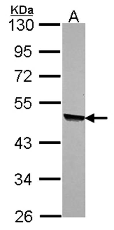 Anti-KYNU Antibody