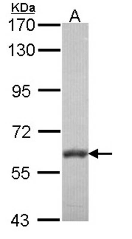 Anti-VAM1 Antibody