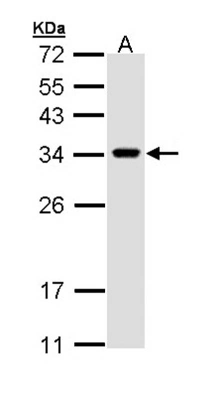Anti-VAPA Antibody