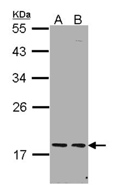 Anti-PCNP Antibody