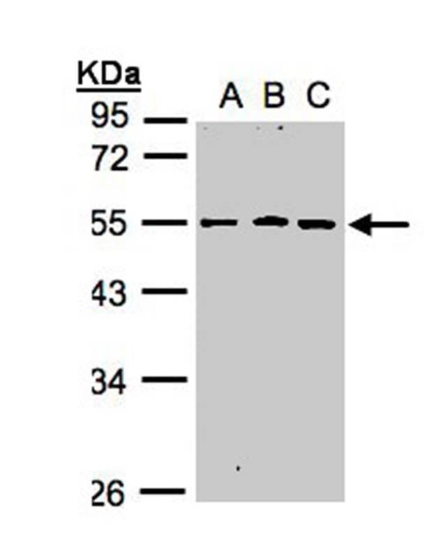 Anti-RGMB Antibody