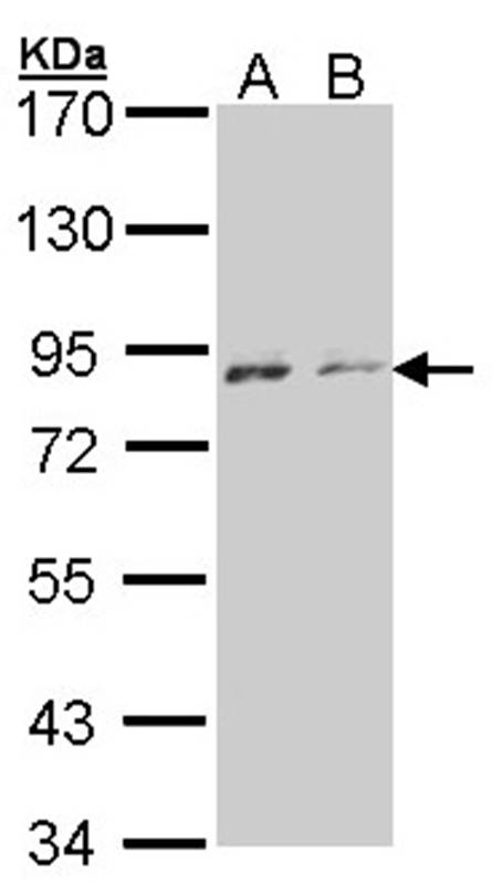 Anti-NEK4 Antibody