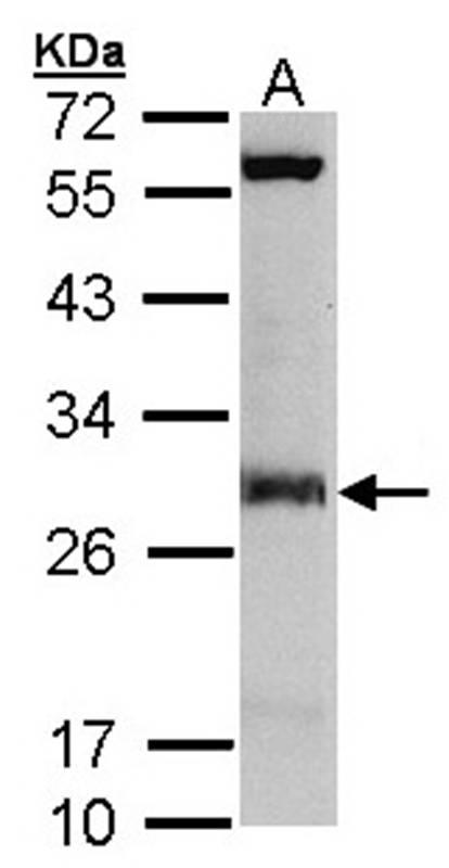Anti-IDI1 Antibody
