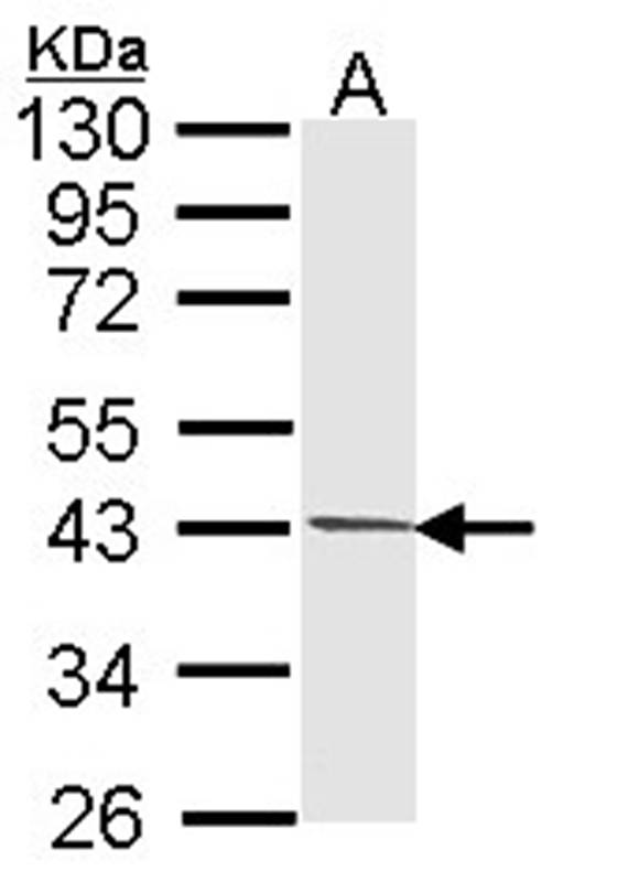Anti-PIM2 Antibody
