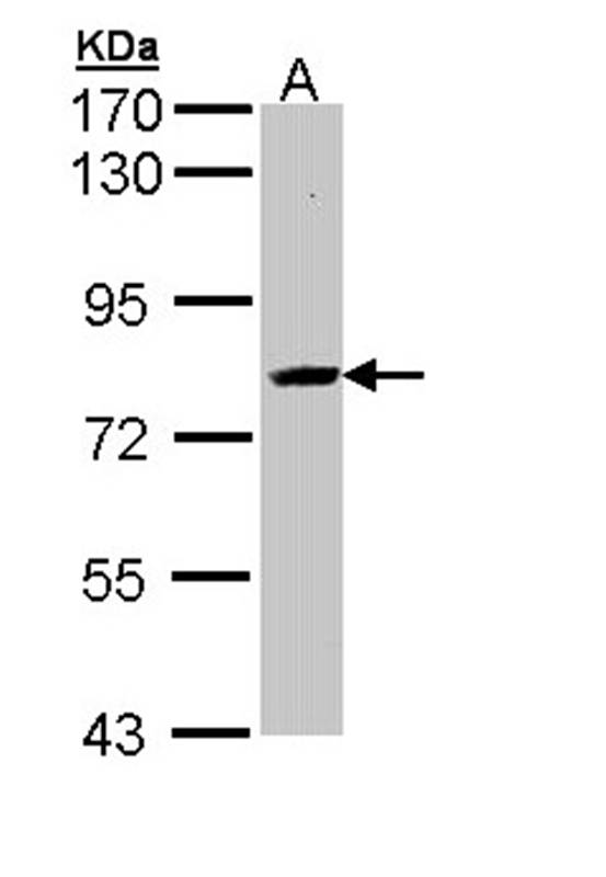 Anti-SAH3 Antibody