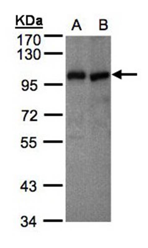 Anti-VAV1 Antibody
