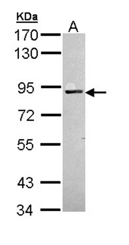 Anti-PKC Antibody