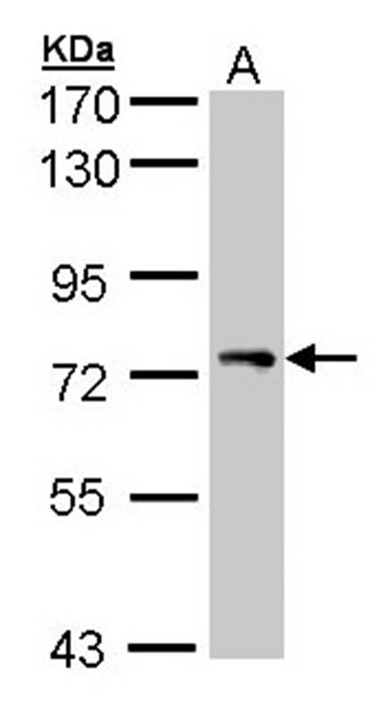 Anti-STAM Antibody