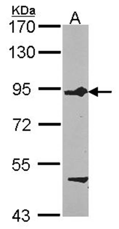 Anti-FIG4 Antibody